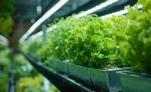 Automated nutrient delivery systems in commercial hydroponics