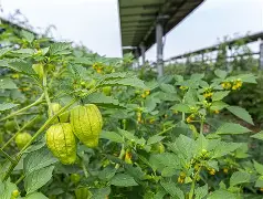 Close-up of a diseased monoculture crop