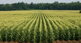 Aerial view of monoculture fields
