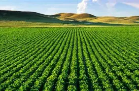 Healthy soil with a variety of crops and plants