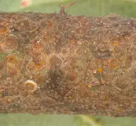 Damage caused by Aonidiella aurantii