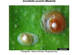 Beneficial insects used for biological control
