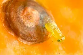 Asian citrus psyllid