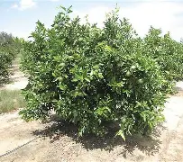 Bud stick preparation