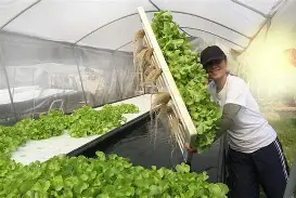Hydroponic System