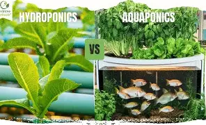 Sustainable Agriculture