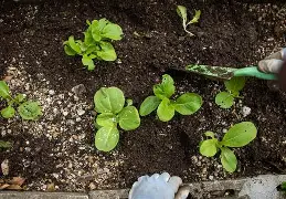 Sustainable agribusiness