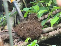 Regenerative agriculture practices for soil health restoration