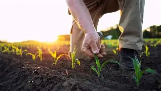 Risk Management Strategies for Large Scale Crop Producers