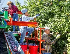 Precision agriculture in fresh produce supply chain