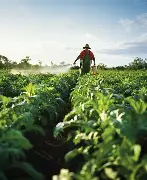 Sustainable Pest Management