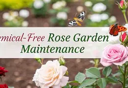 Conclusion: Sustainable Pest Management