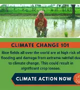 Impact of climate change on food prices