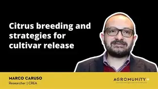 Drought-resistant citrus cultivars