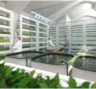 Urban farming with sustainability