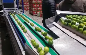 Automated citrus sorting packing line