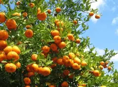 Autonomous Harvester working in a Citrus Orchard