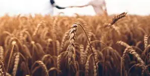 Créditos de Carbono