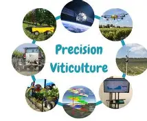 Vineyard in an arid Mediterranean zone