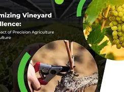 IoT sensors in a vineyard